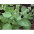 Holy basil-Tulsi seed packet